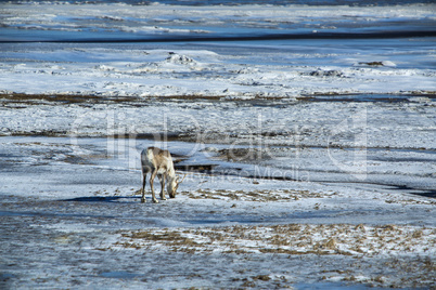 Reindeer in Iceland