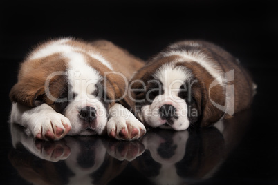 St. Bernard Puppies