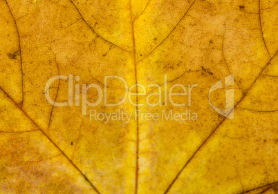 Fallen Golden Yellow Maple Leaf Texture Pattern, Autumn Fall Gru