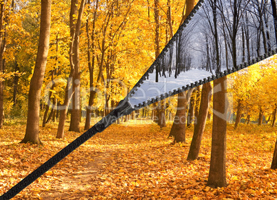 Forest in the autumn and winter day on a single photo