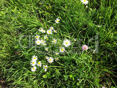 chamomile at dry sunny day