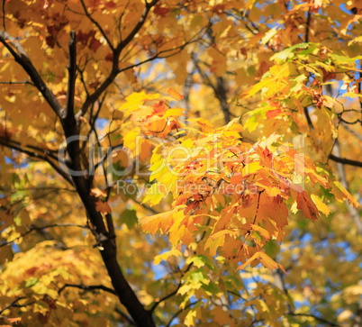 yellow leafs on tree