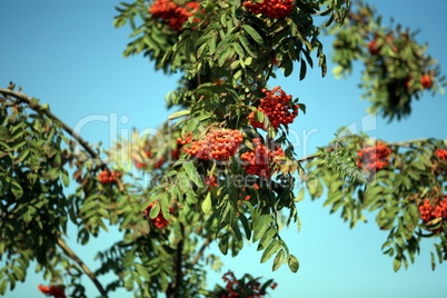 ashberry with leafs on sky background