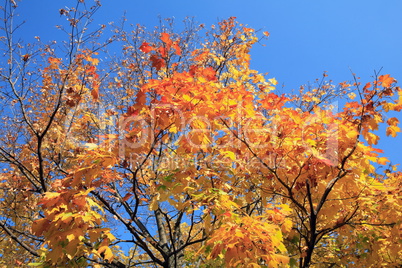 yellow leafs on tree