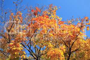 yellow leafs on tree