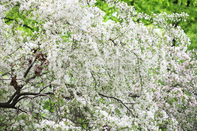 cherry-tree flower