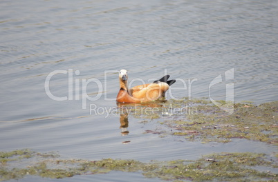 one roody shelduck on water