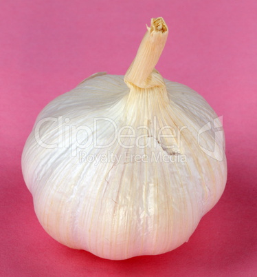 Garlic on Pink Background