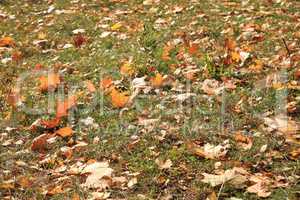 yellow maple leafs on earth