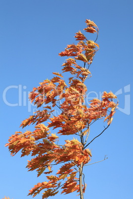 red oak leafs at autumn