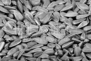 mamy of sunflower seeds