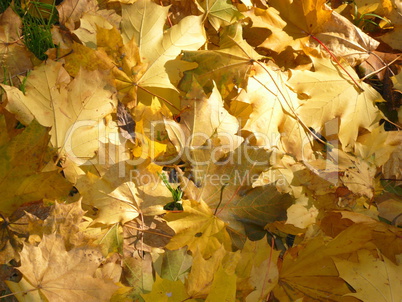 yellow maple carpet