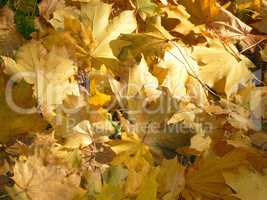 yellow maple carpet