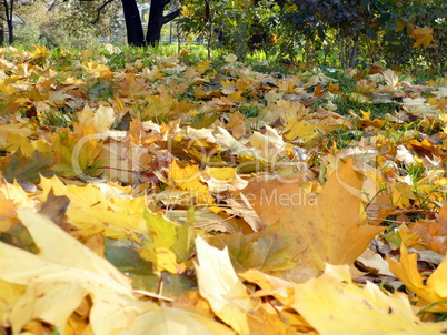 yellow maple carpet