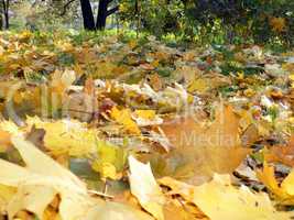 yellow maple carpet