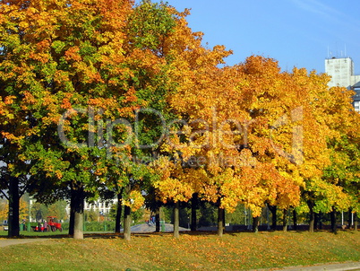 autumn in city park