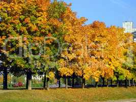 autumn in city park