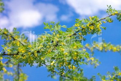 yellow acacia at Spring