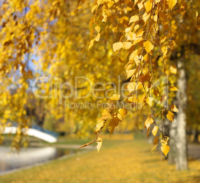 birch at autumn day