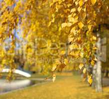 birch at autumn day