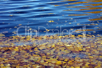 Yellow Birch Leafs on Water