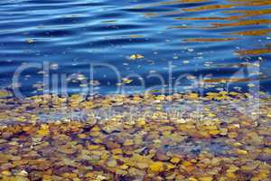 Yellow Birch Leafs on Water