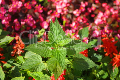 nettle on red little flowers