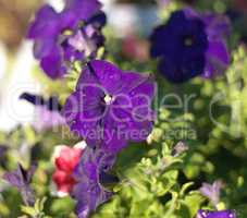 blue flower Campanula ad dry sunny day