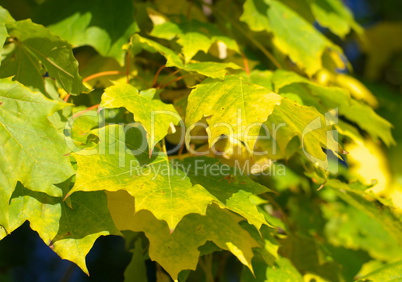 yellow maple leafs on tree