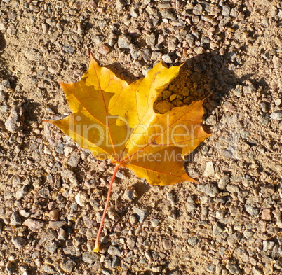 maple leaf on earth