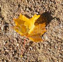 maple leaf on earth