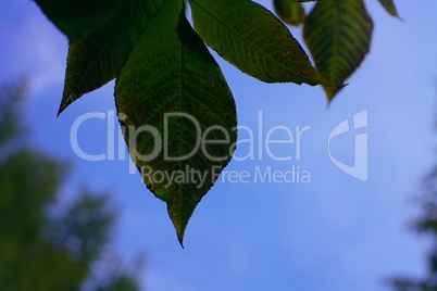 green leafs on sky background