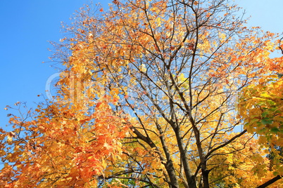 yellow leafs on tree