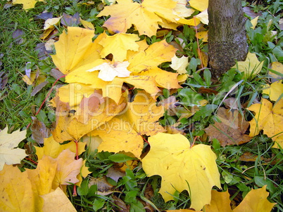 yellow leafs on earth