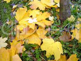 yellow leafs on earth
