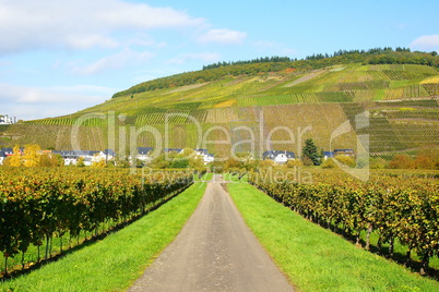 Weinbergsweg im Herbst