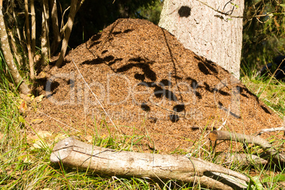 Ameisenhaufen Berg Ameisen