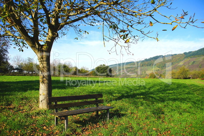 Baum und Bank