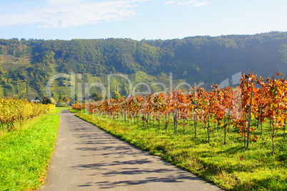 roter Weinberg und Weg