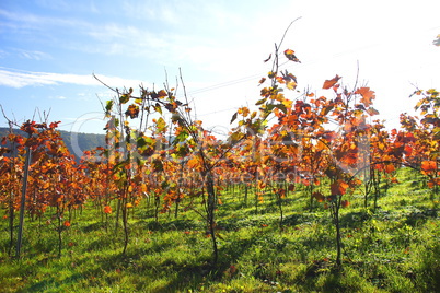 roter Weinberg im Gegenlicht