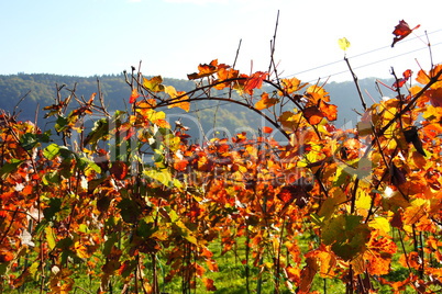 roter Weinberg im Gegenlicht