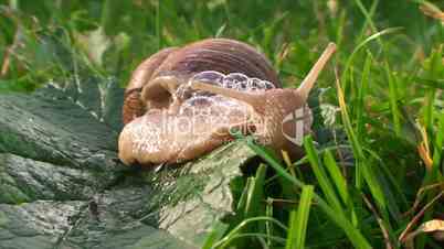 snail turns around and crawling on the grass