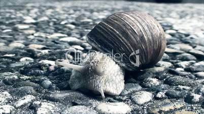 snail crawling on the concrete sidewalk