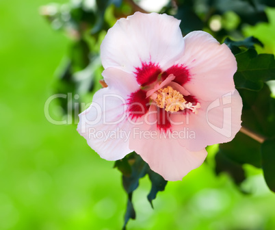 hibiscus flower