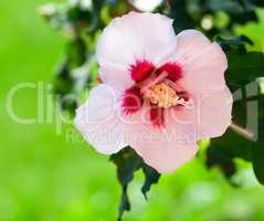 hibiscus flower