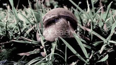 large snail turns around and crawling on the grass at sunset