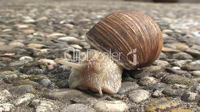 big snail crawling on the concrete sidewalk