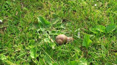big snail crawling about in the grass