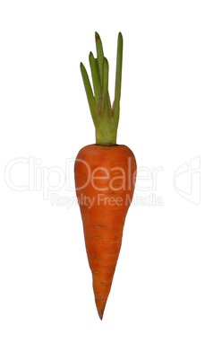 Red carrots on a white background