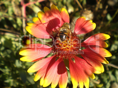 Bee sitting on a flower core